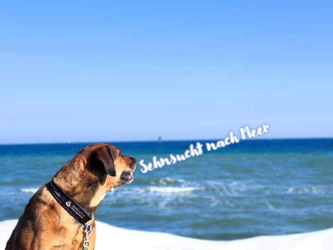 Bungalow in S&uuml;ssau - Bernhardt - Sehnsuchtshunde