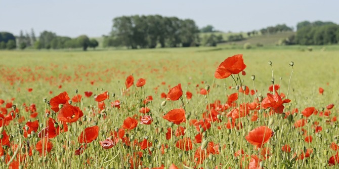 Ferienhaus in Siggen - Haus Gut Siggen - Bild 19