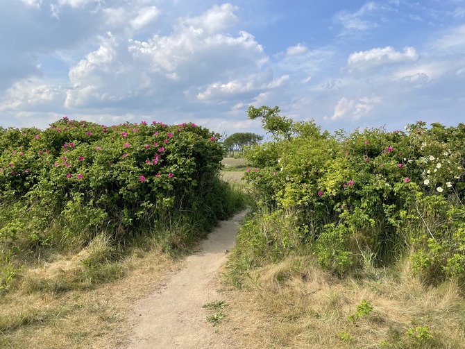 Ferienwohnung in Sch&ouml;nhagen - FerienWohnung Perlentaucher - Fu&szlig;weg entlang der Steik&uuml;ste