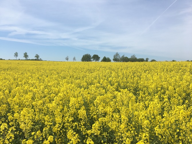 Ferienwohnung in Sch&ouml;nhagen - FerienWohnung Perlentaucher - Fr&uuml;hling mit Meerblick