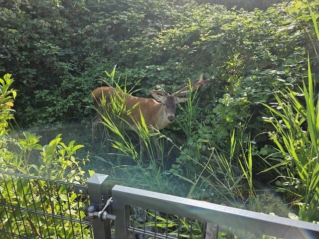 Ferienwohnung in Ostseeheilbad Zingst - Zingstidyll - Bild 14