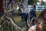 Ferienwohnung in Klaustorf - Moin Moin (Whg. 4) - Bild 16