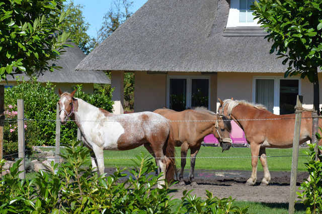 Ferienwohnung in Fehmarn OT Staberdorf - Landhaus 6 - Bild 16