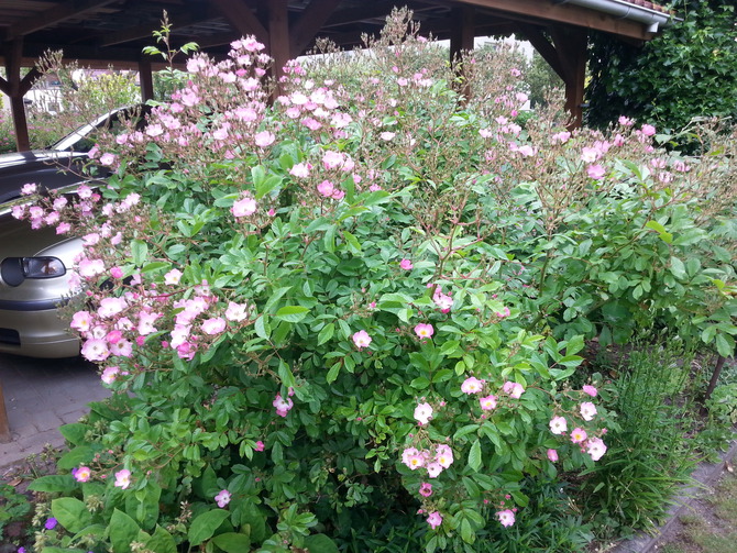 Ferienwohnung in K&uuml;hlungsborn - Ferienwohnung Haus Elly 4 - Bild 16