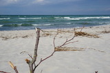 Ferienhaus in Zingst - Kranich - Bild 13
