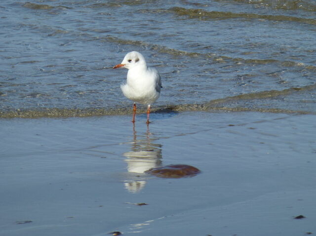Ferienhaus in Ostseeheilbad Zingst - SONDERPREISE Juni/ September 2025 --- beliebtes FH "M&ouml;we" - nur 2 Minuten vom Strand... WLAN inklusive... - Bild 25