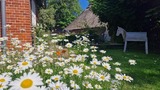 Ferienwohnung in Riepsdorf - Familienzeit - Sp&auml;tsommer an der Ostsee genie&szlig;en! - Bild 12