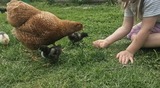 Ferienwohnung in Riepsdorf - Familienzeit - Sp&auml;tsommer an der Ostsee genie&szlig;en! - Bild 13