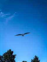 Ferienhaus in Gl&uuml;cksburg - Ferienhaus "Blaue Blume" - Bild 24