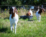 Ferienwohnung in Fehmarn OT D&auml;nschendorf - Osterhof Fehmarn - Casa Florale - Bild 20