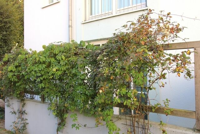 Ferienwohnung in K&uuml;hlungsborn - Strandjuwel 234 - Bild 18