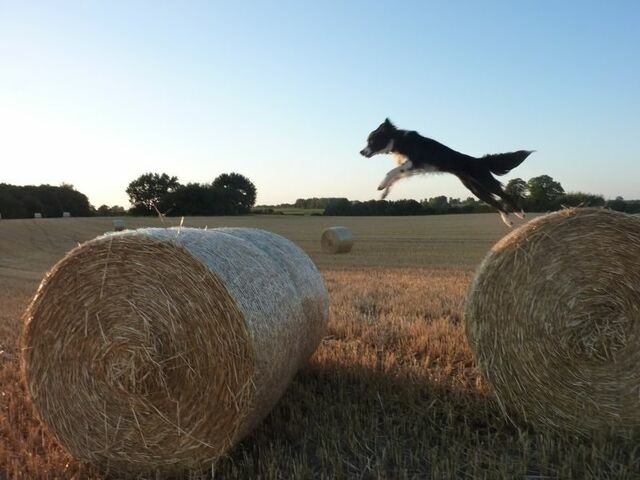 Ferienwohnung in Rieseby - Ferienwohnung Zimmert - Bild 18