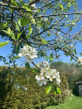 Ferienhaus in Hasselberg - Ferienhaus Knorrl&uuml;ck - Bild 17