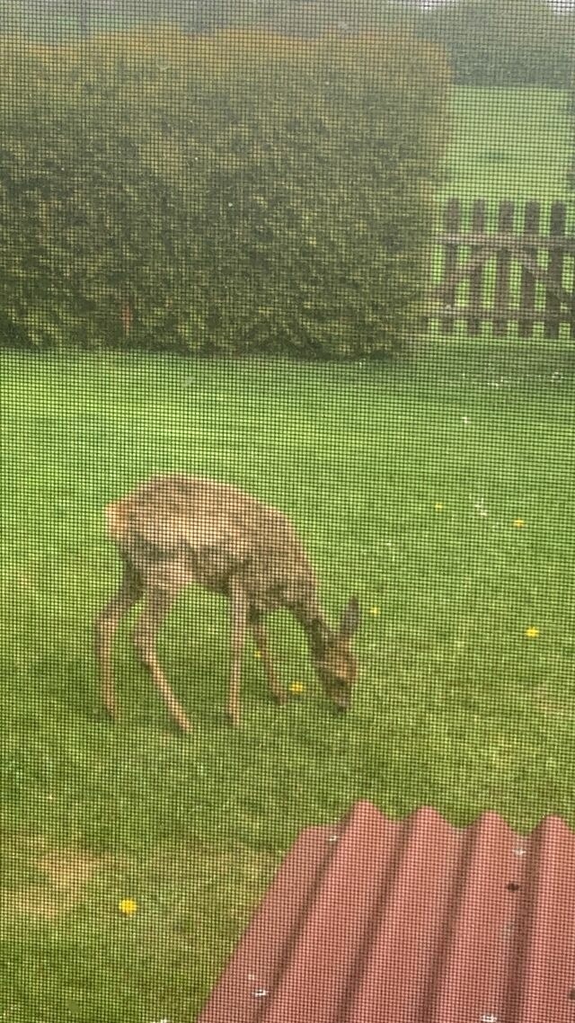 Ferienhaus in Hasselberg - Ferienhaus Knorrl&uuml;ck - Bild 22