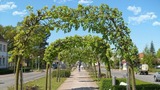 Ferienwohnung in Baabe - Ferienwohnung 8/3 - Bild 17