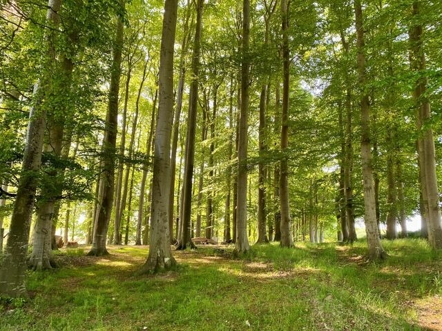 Ferienwohnung in Rieseby - Gut B&uuml;chenau - Ferienwohnung Weitsicht - Bild 17