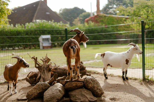 Ferienwohnung in Fehmarn OT Staberdorf - Am Reitplatz - Bild 24