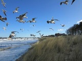 Ferienwohnung in Zingst - "Ostseebrise" im Ferienhaus "Flair am Meer" - Bild 19
