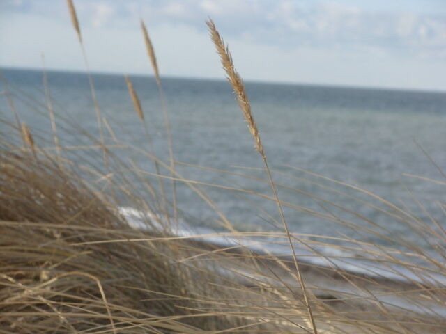 Ferienwohnung in Rerik - Ferienwohnung Am Salzhaff A2 - Bild 8