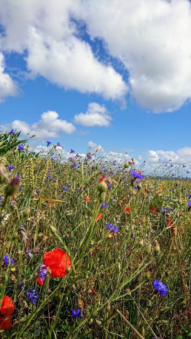 Ferienhaus in Zierow - Ferienhaus "Natur Pur" - Bild 6