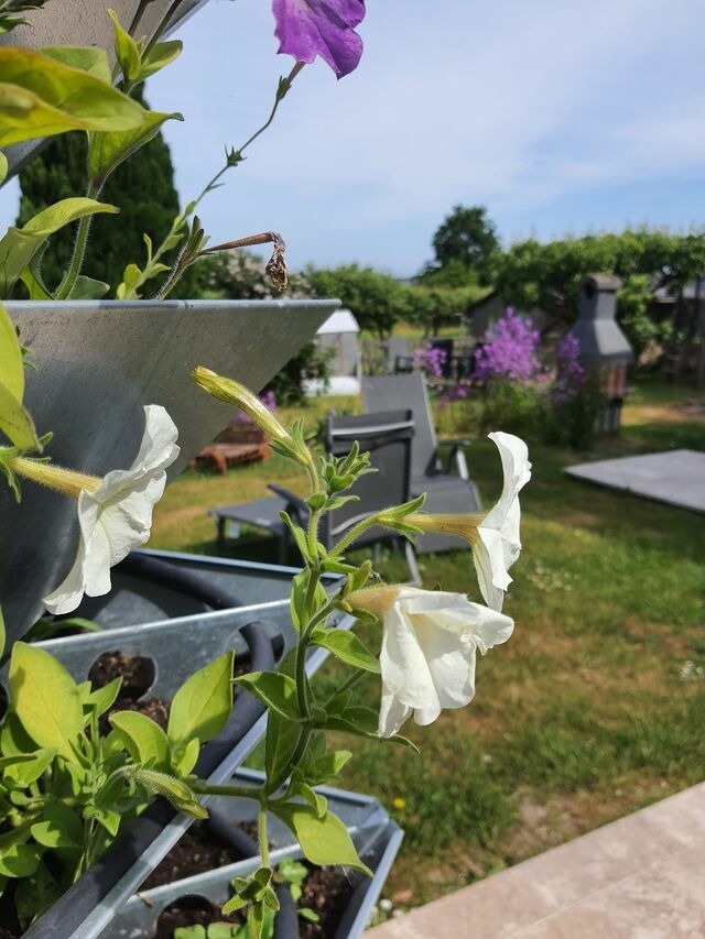 Ferienwohnung in Bastorf - Ferienwohnung Schwalbe - Bild 22