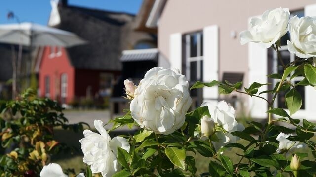 Ferienhaus in Zierow - Reethaus "De Likedeeler" - Bild 3