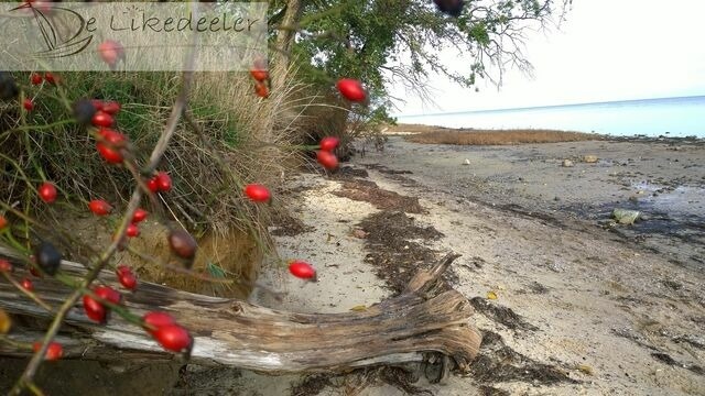 Ferienhaus in Zierow - Reethaus "De Likedeeler" - Bild 21
