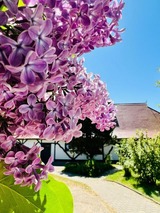 Ferienwohnung in Middelhagen - Ferienwohnung "Zur Rebe" - Bild 14