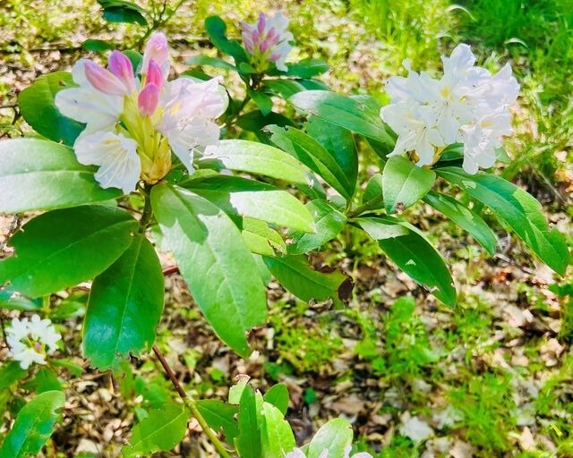 Ferienwohnung in Mariendorf - Naturidyll Mariendorf - Ferienwohnung Schafberg - Bild 17